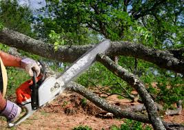 How Our Tree Care Process Works  in  Poplar Grove, IL